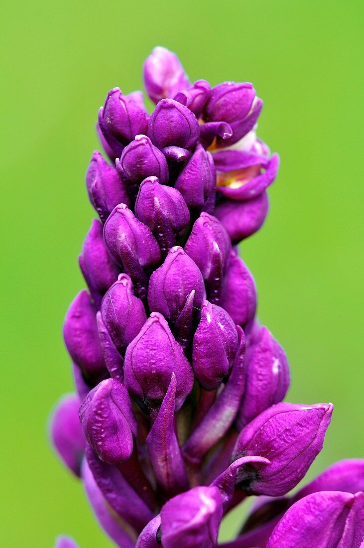 Orchis mascula