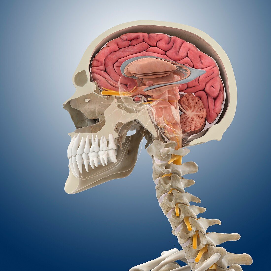 Head and neck anatomy,artwork