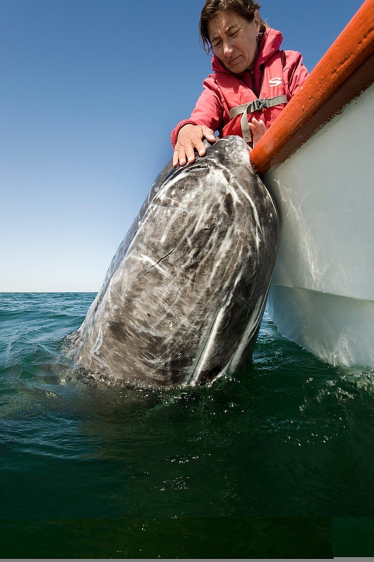 Whale watching,Mexico