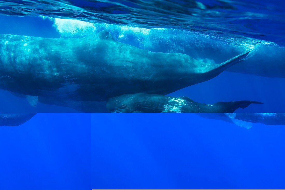 Sperm whale and calf