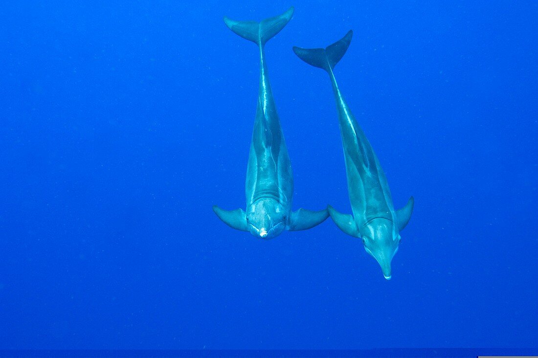 Rough toothed dolphins swimming