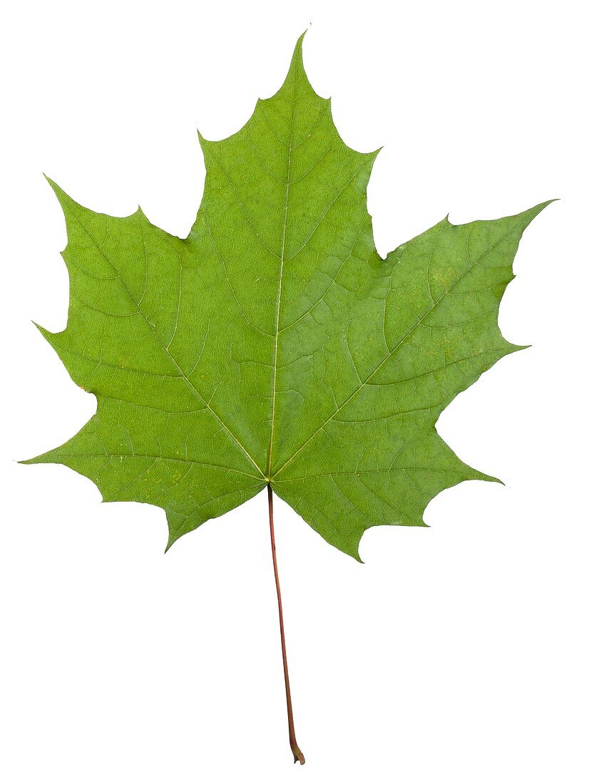 Norway maple (Acer platanoides) leaf
