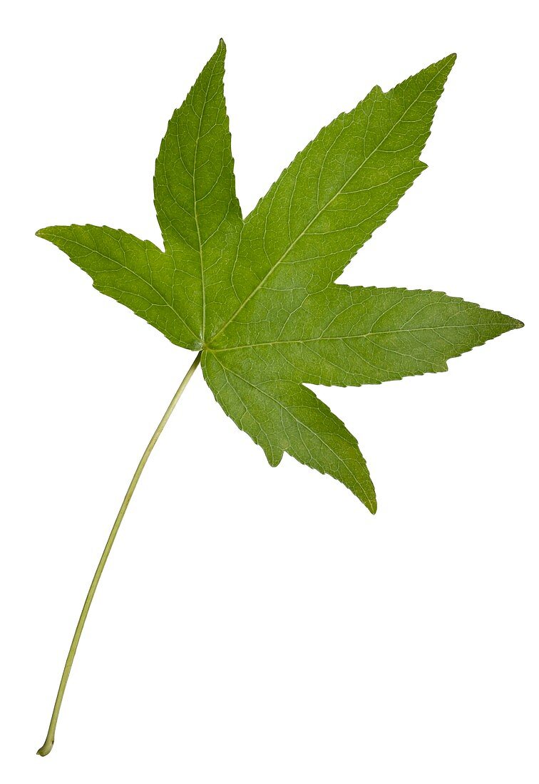 Sweet gum (Liquidambar styraciflua) leaf