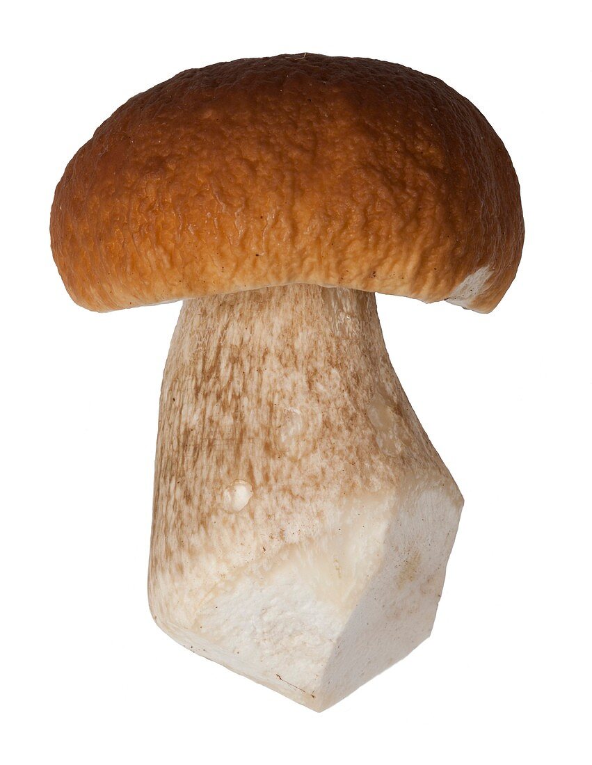 Porcini (Boletus edulis) mushroom