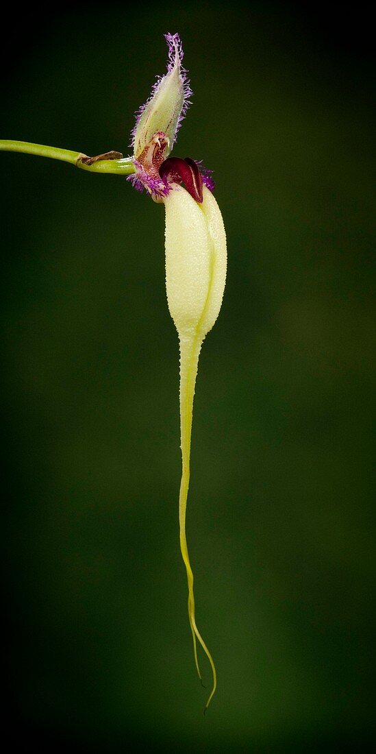 Orchid (Bulbophyllum fascinator)