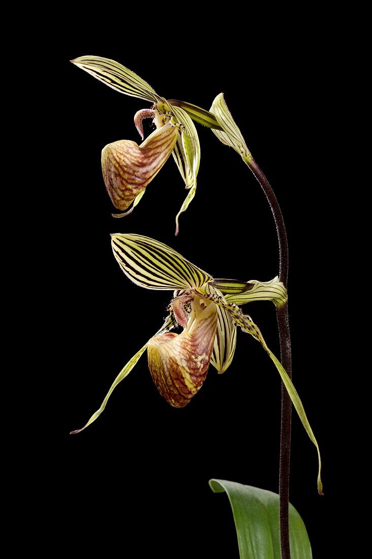 Paphiopedilum rothschildianum