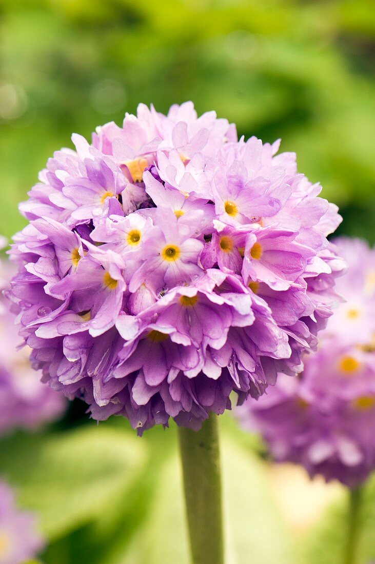 Primula denticulata