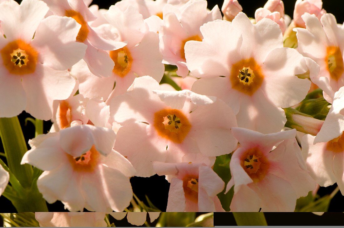 Primrose (Primula 'Apple Blossom')