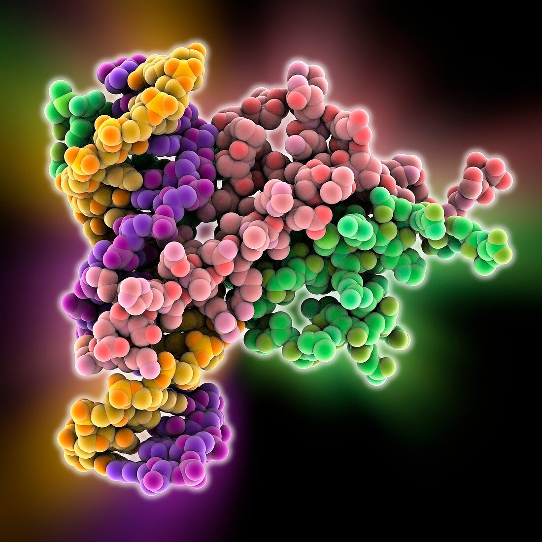 Pho4 transcription factor bound to DNA