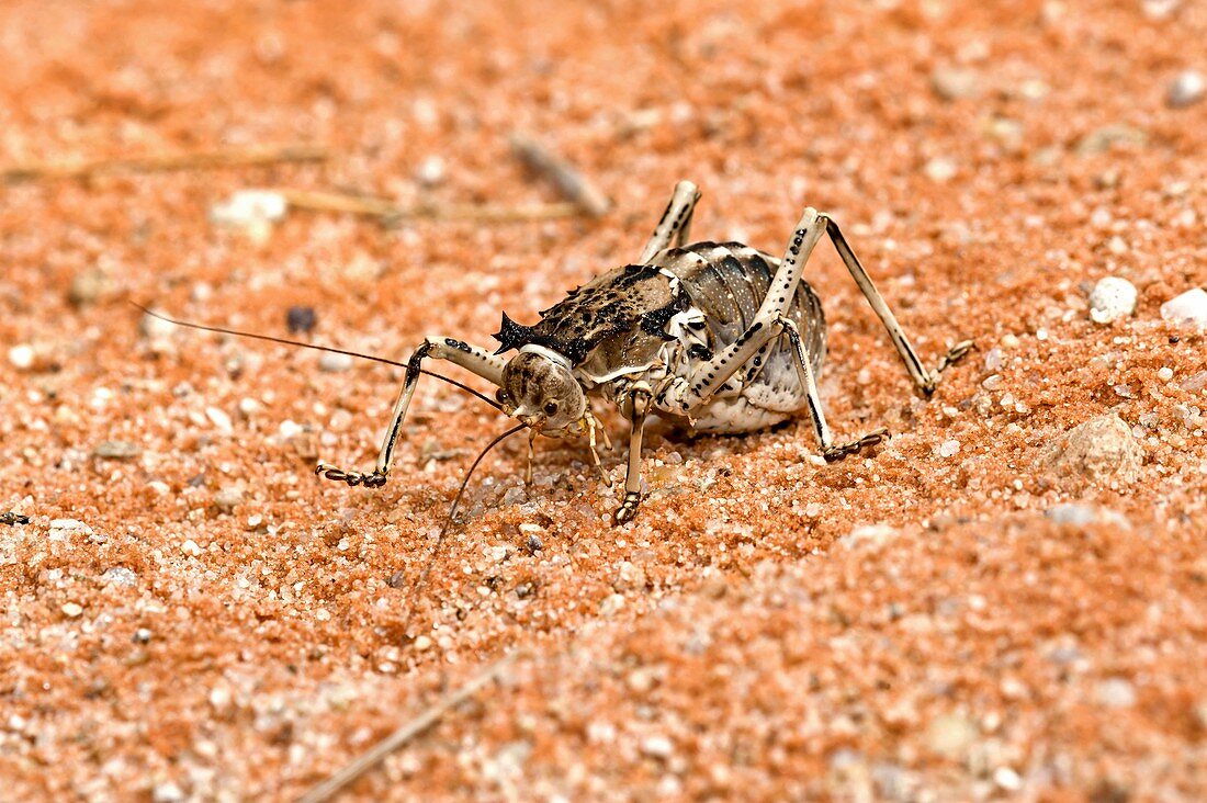 Armoured bush cricket