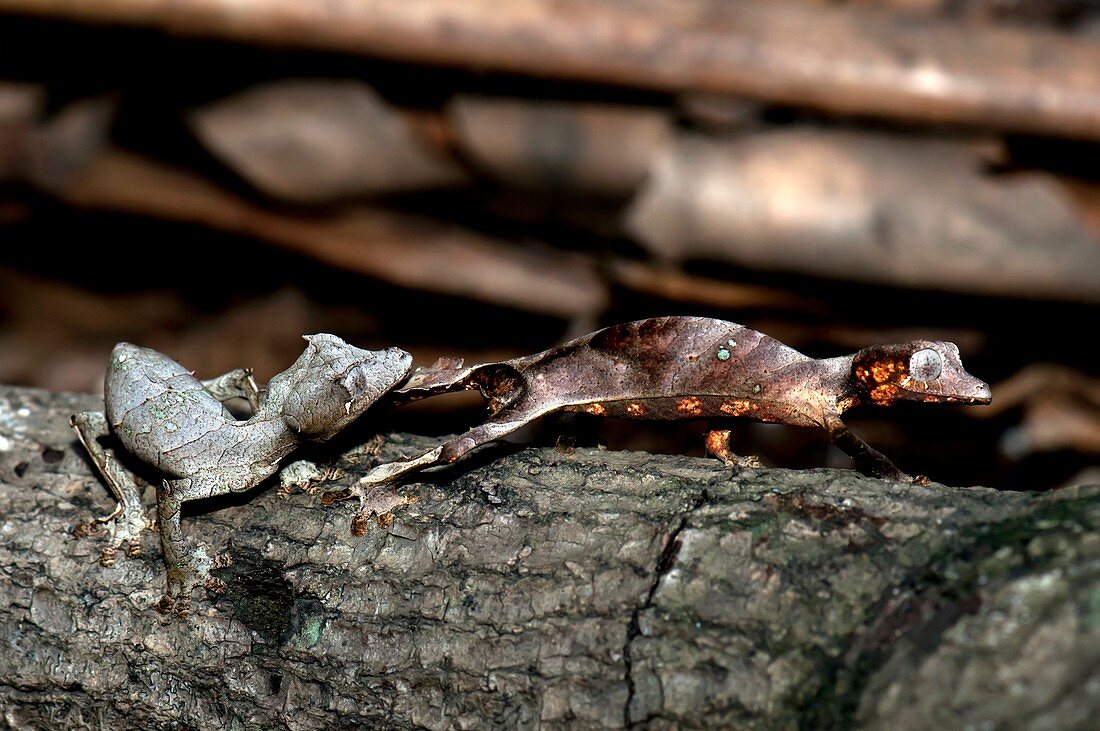 Satanic leaftail geckos