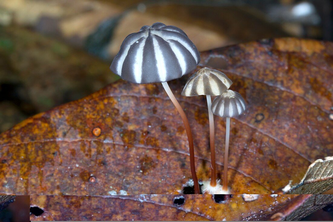 Tropical mushrooms