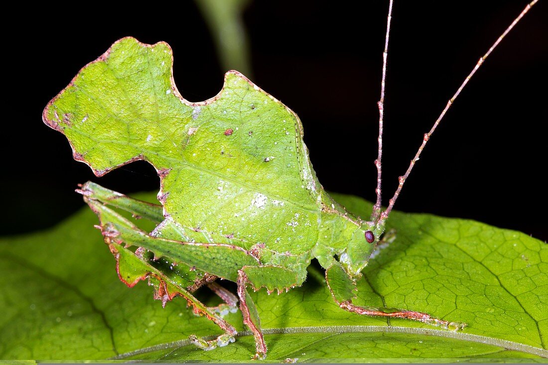 Leaf mimic bush cricket