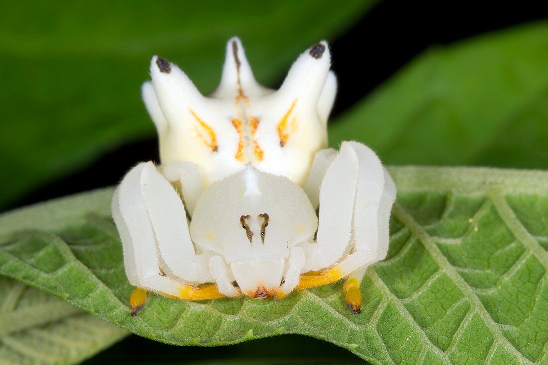 Flower mimicking crab spider