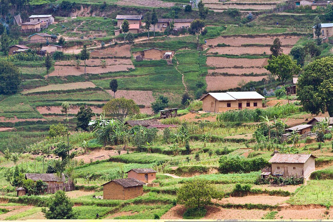 Rwandan farming