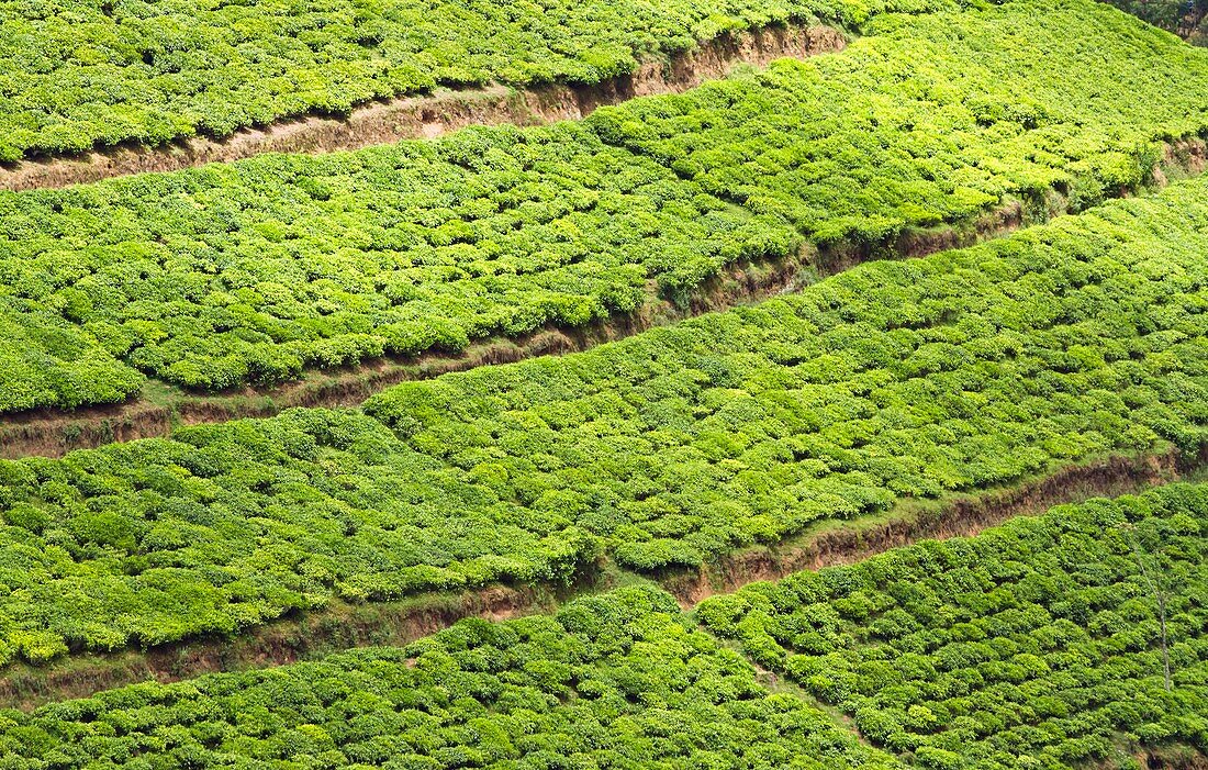 Tea plantation,Rwanda