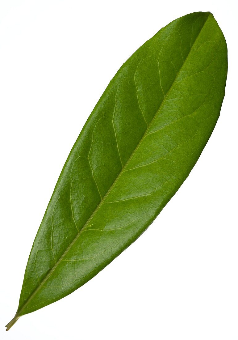 Cherry laurel (Prunus laurocerasus) leaf
