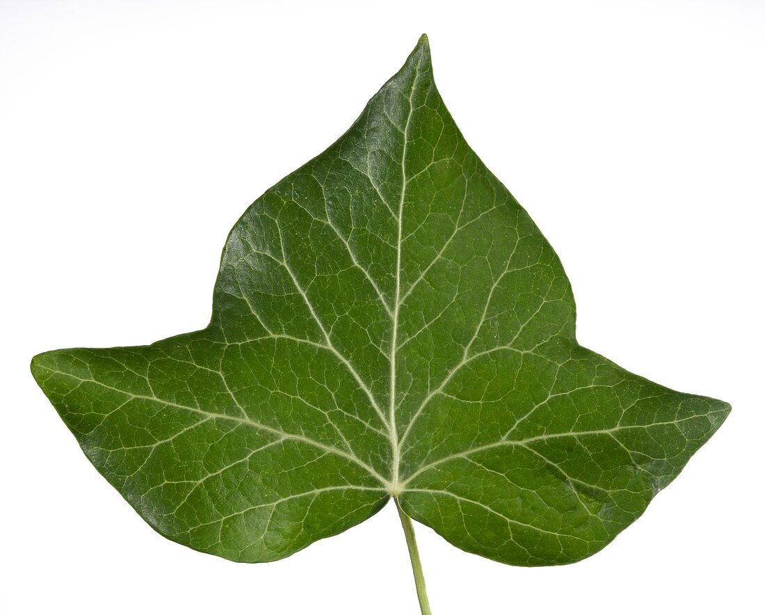 Common ivy (Hedera helix) leaf