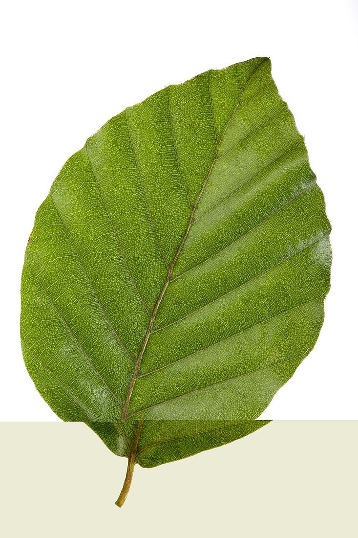 Beech (Fagus sylvatica) tree leaf