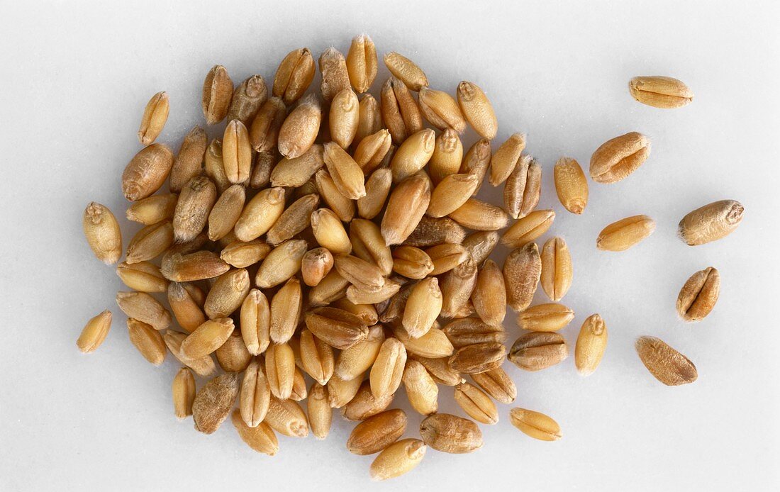 Wheat grains