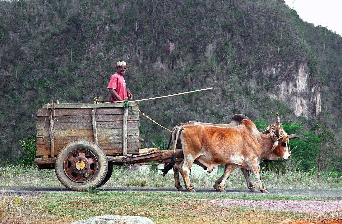 Bullock cart,Cuba