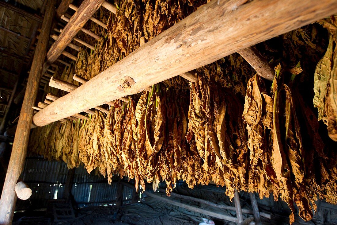 Tobacco drying room,Cuba