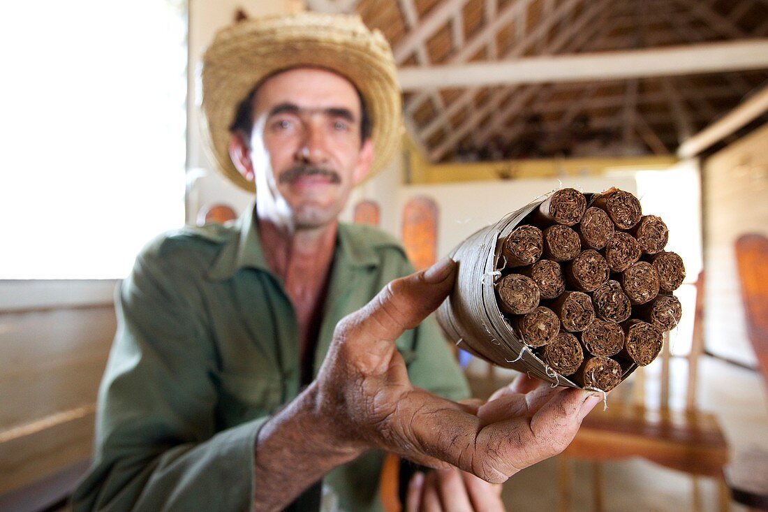 Cuban cigar production,Cuba