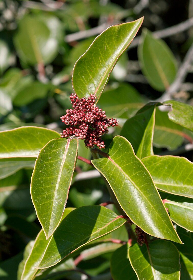 Sugar bush (Rhus ovata) in flower