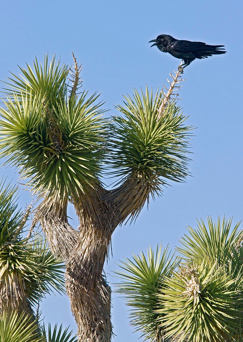 Raven on a joshua tree