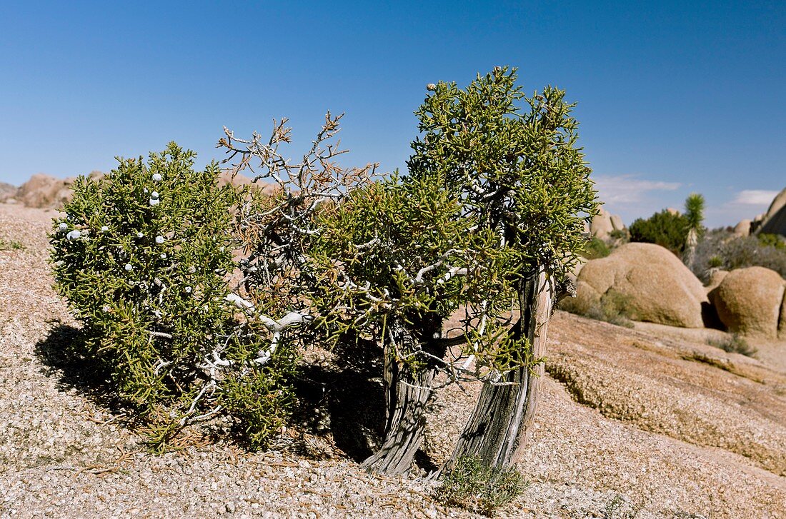 Juniperus californica tree