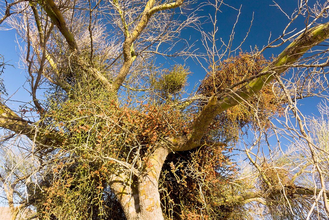 Palo Verde tree and mistletoe