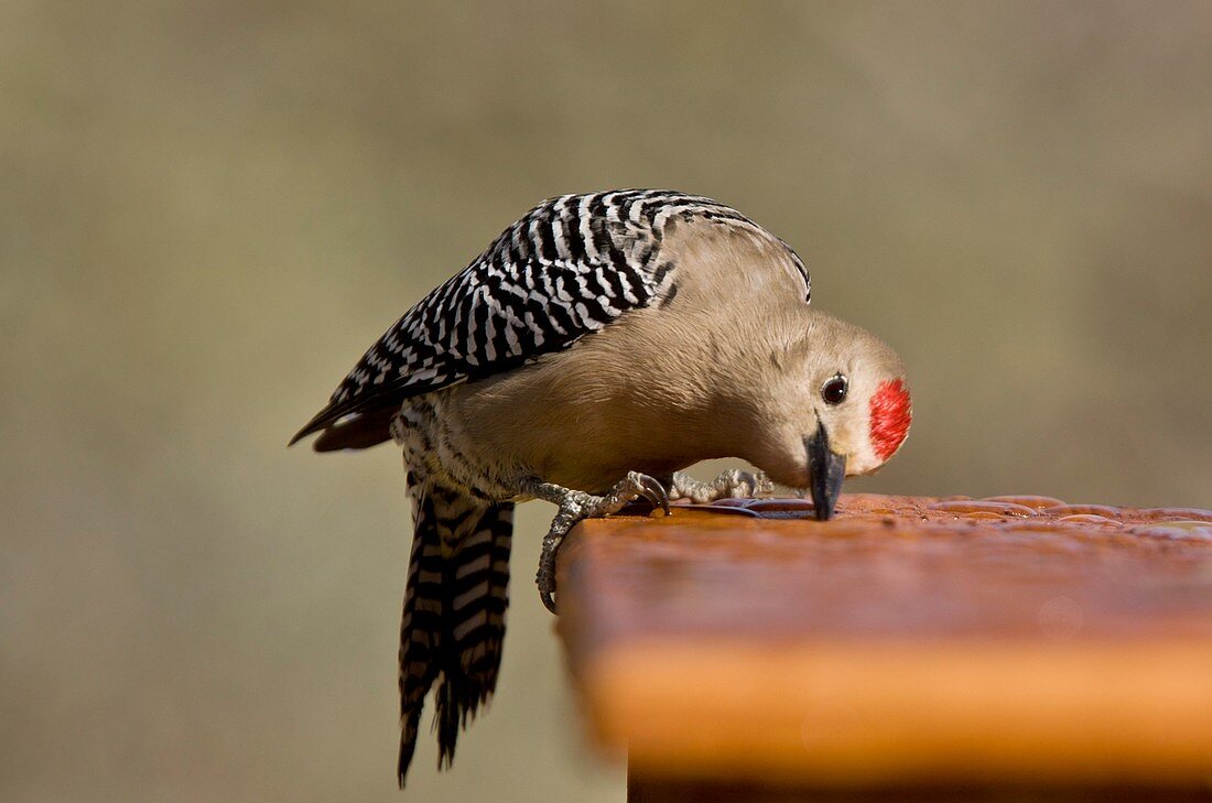 Gila woodpecker drinking