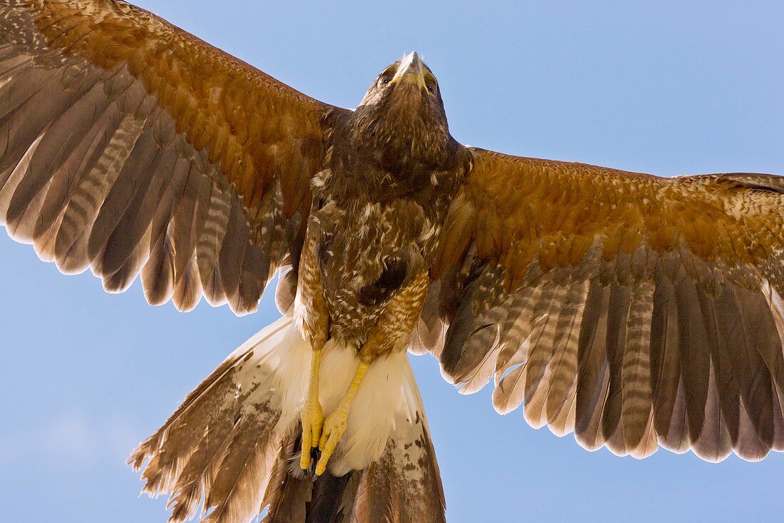 Harris hawk in flight