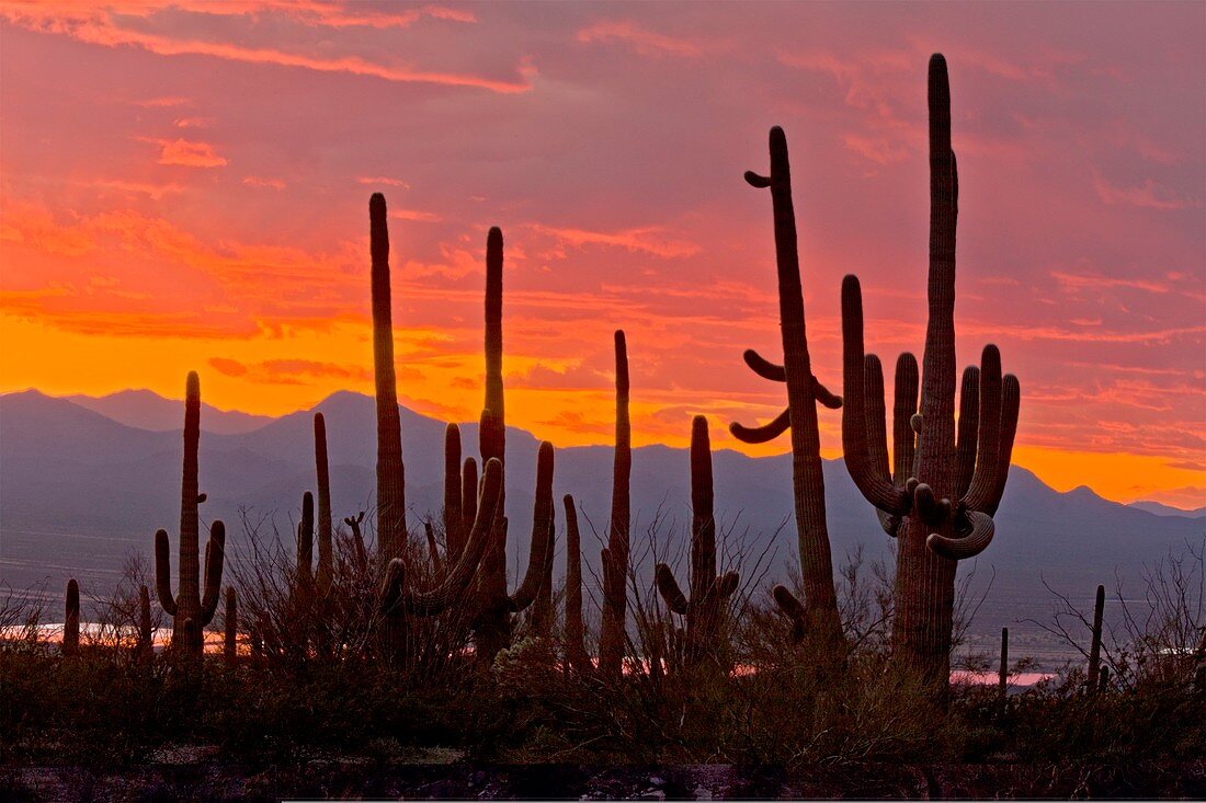 Cacti at sunset