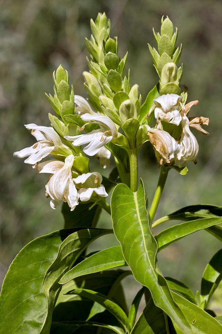 Malabar nut (Justicia adhatoda) flowers