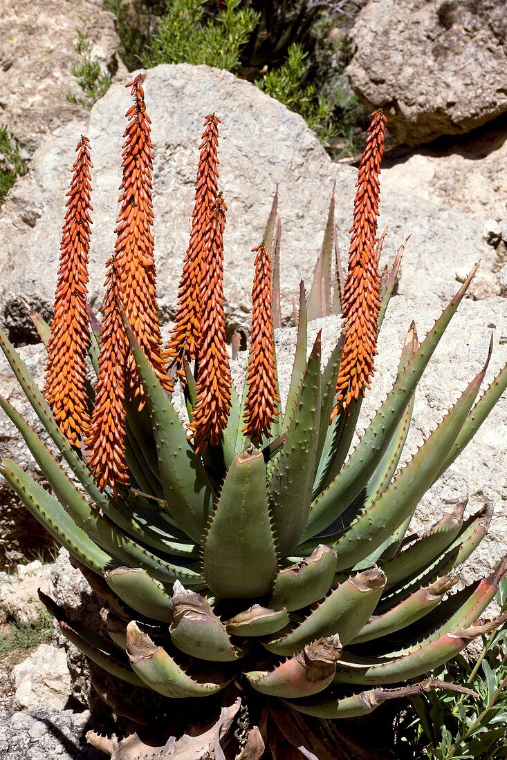 Cape aloe (Aloe ferox) in flower