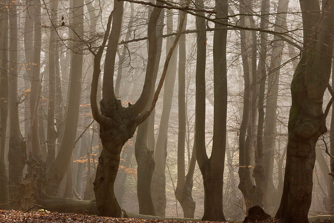 Ancient beech woodland,UK