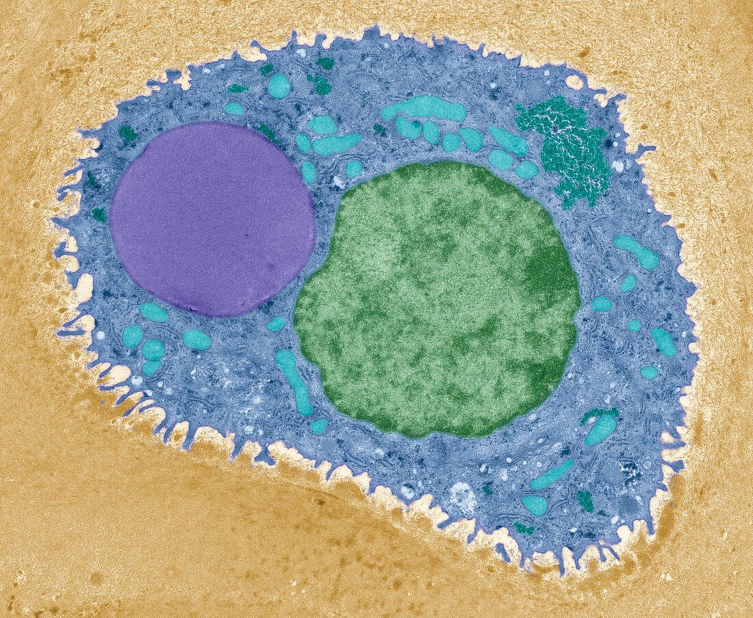 Cartilage cell,TEM