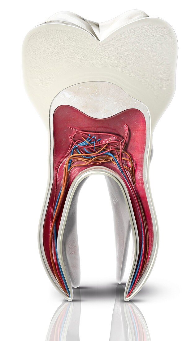 Tooth cross-section,artwork