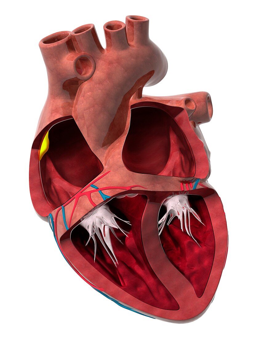 Heart chambers and sinus node,artwork