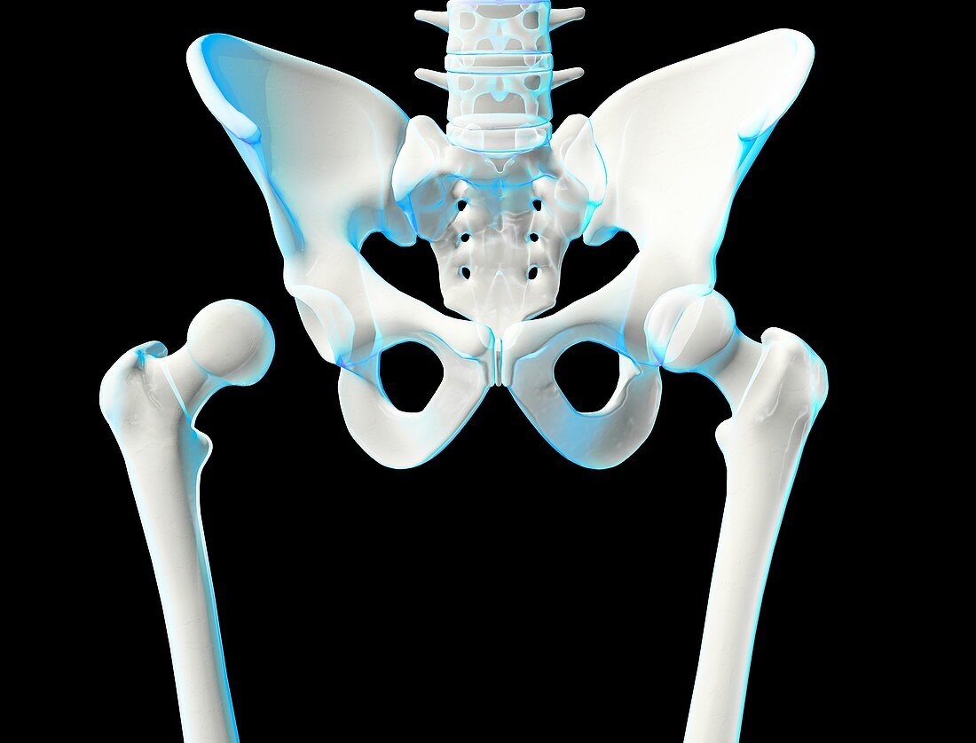 Hip joint bones and anatomy,artwork
