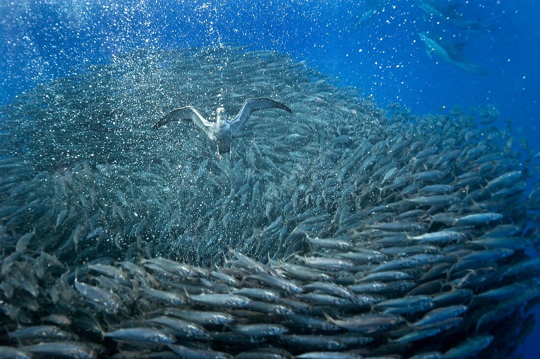 Cory's shearwaters hunting mackerel