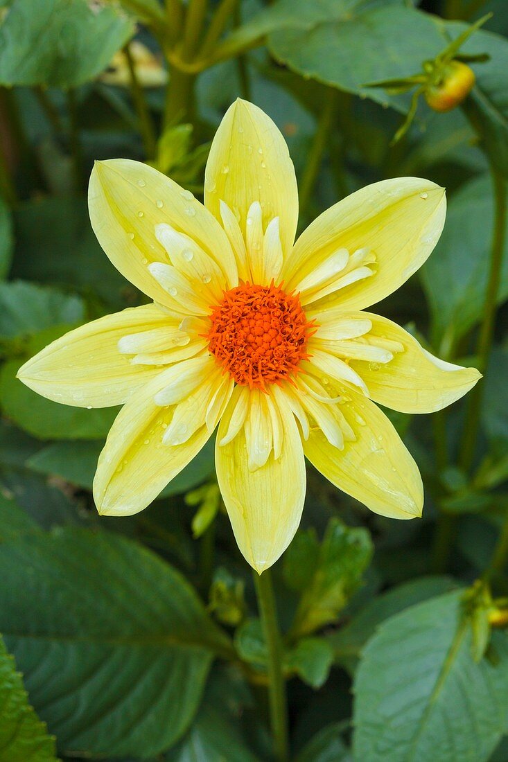 Dahlia 'Claire De Lune'