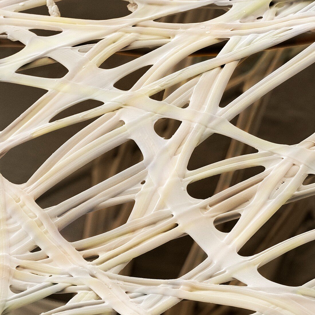 Silkworm silk fibres (SEM)