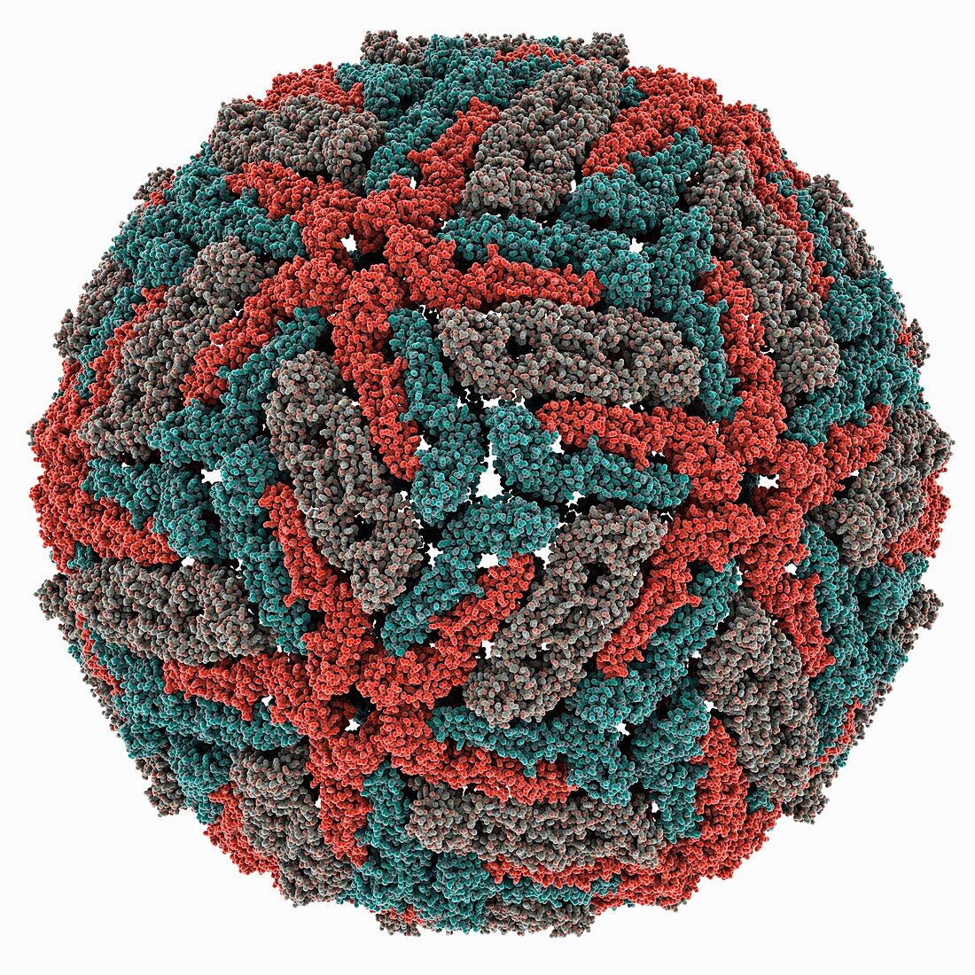 Dengue virus capsid,molecular model