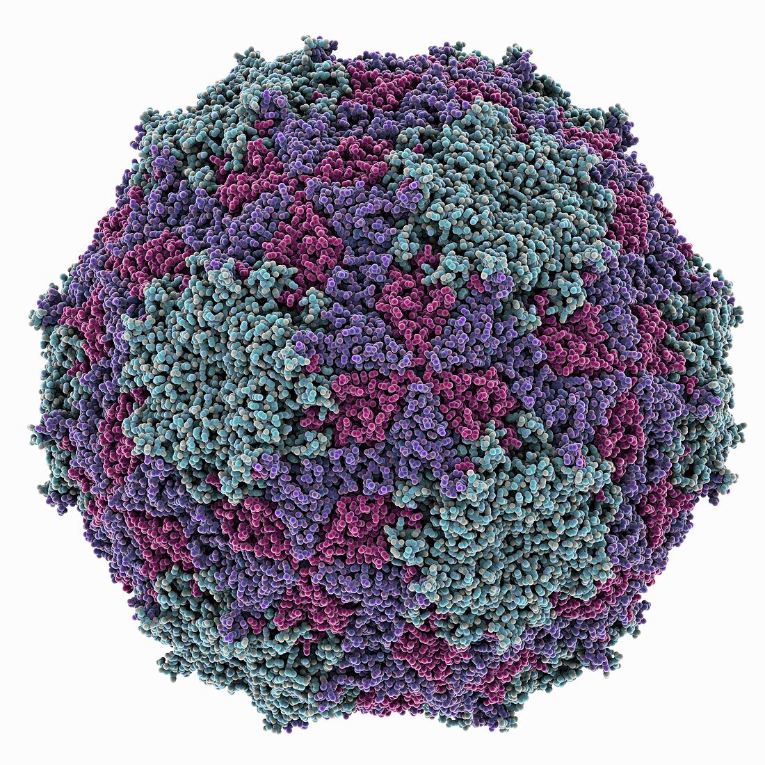 Mengovirus capsid,molecular model