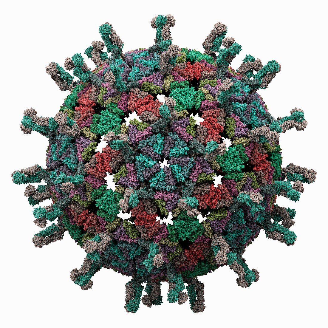 Simian rotavirus capsid,molecular model
