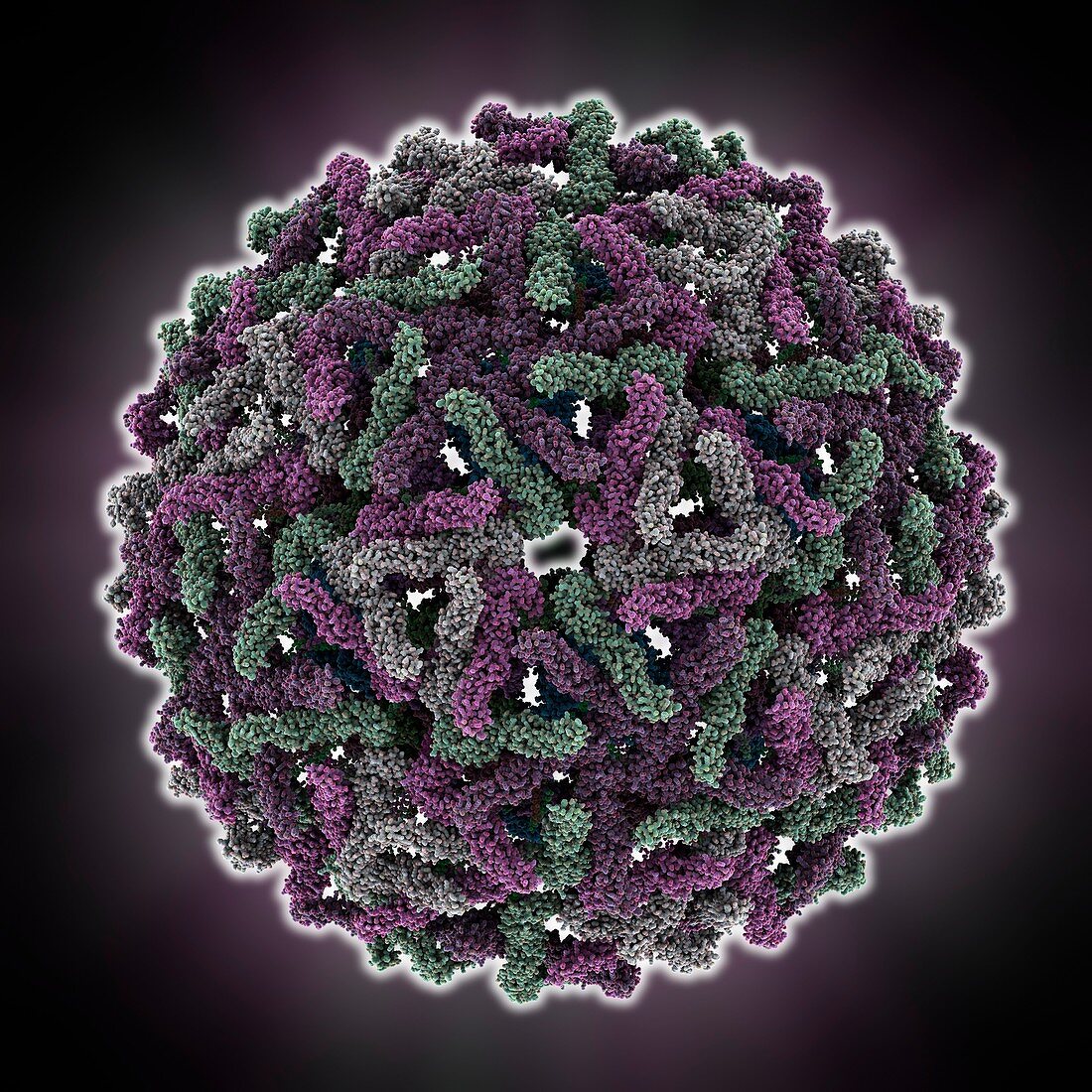 Dengue virus capsid,molecular model