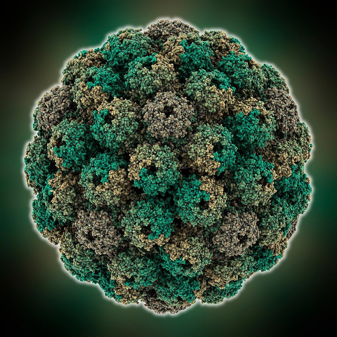 Murine polyomavirus capsid