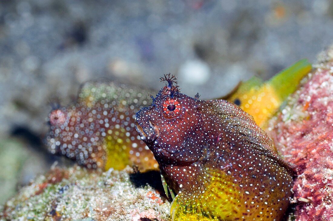 Snowflake blennies